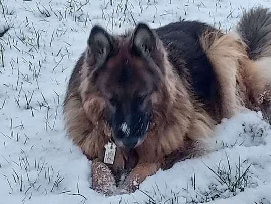Alles rund um den Schäferhund, diskutieren erwünscht.-Beitrag-Bild