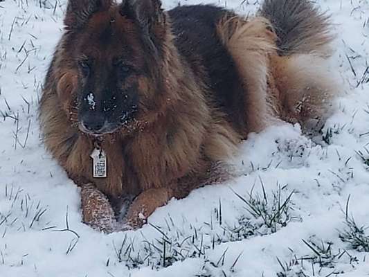 Alles rund um den Schäferhund, diskutieren erwünscht.-Beitrag-Bild