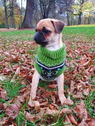 Mops mix-Beitrag-Bild