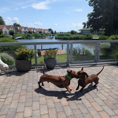 Hundetreffen-Gemeinsame Spaziergänge-Bild