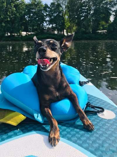 Hunde im Urlaub-Beitrag-Bild