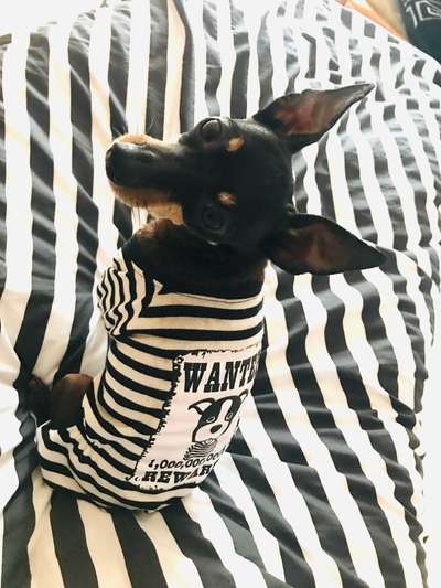 Hier ist der Spaßthread. Zum Schmunzeln und Kaputtlachen-Beitrag-Bild