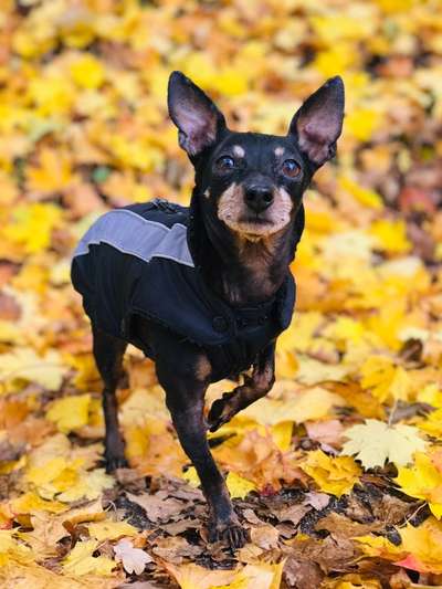 Foto's und Hundemodels-Beitrag-Bild