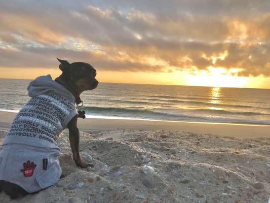 Dogorama-Monats-Challenge-Mai "Wasser"-Beitrag-Bild