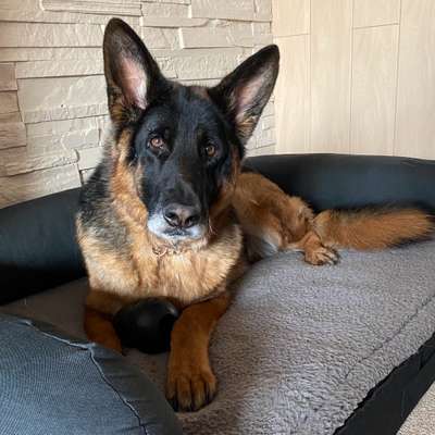 Schäferhund-Beitrag-Bild