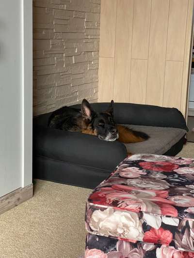 Schäferhund-Beitrag-Bild