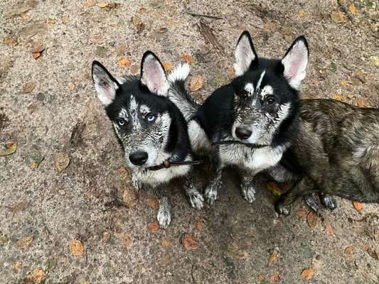 Husky-Beitrag-Bild