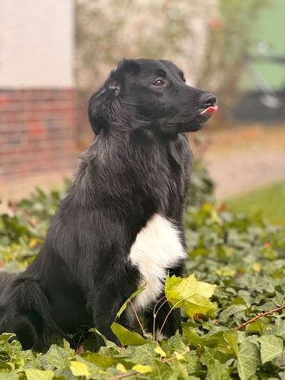 Hundetreffen-Rüde 1 Jahr sucht gassi-Freund-Bild