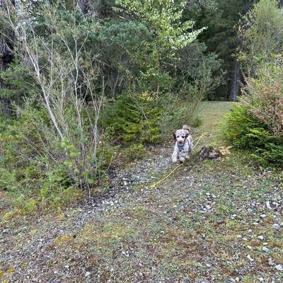 Hundetreffen-Gemeinsame Spaziergänge oder Trainingseinheiten-Bild