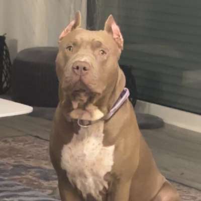 Hundetreffen-Gassi- Tobe- und Trainingsrunden-Bild