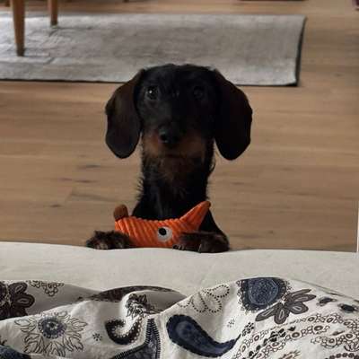 Hundetreffen-Spielfreundin gesucht-Bild