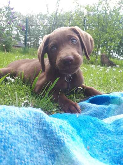 Labradorfans-Beitrag-Bild