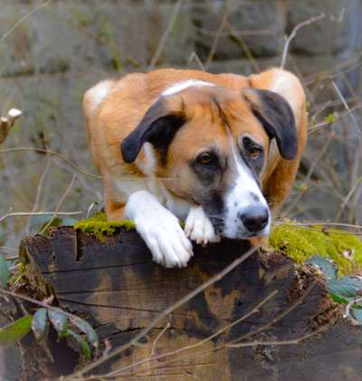 Hundetreffen-Social walk in Vohwinkel und Umgebung-Bild