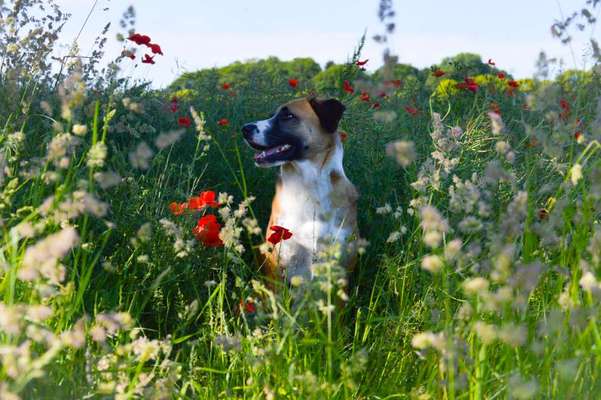 Foto's und Hundemodels-Beitrag-Bild