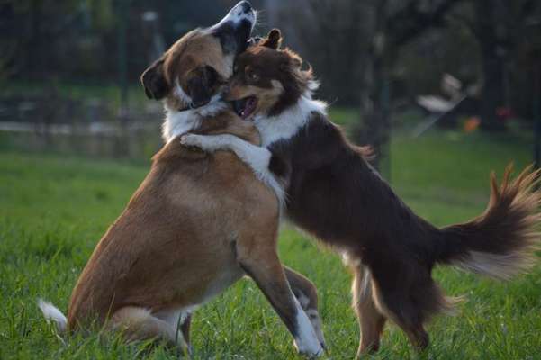 Bester Freund, Hundekumpel - zeigt her!-Beitrag-Bild