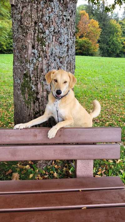 Dogorama Photo Challenge - Gassipause-Beitrag-Bild