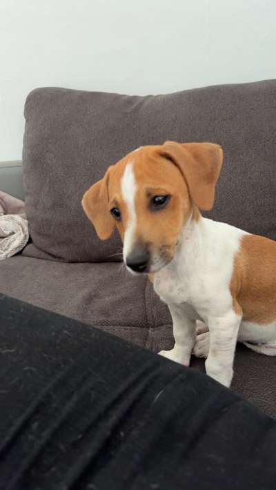 Hundetreffen-Welpentreffen-Bild