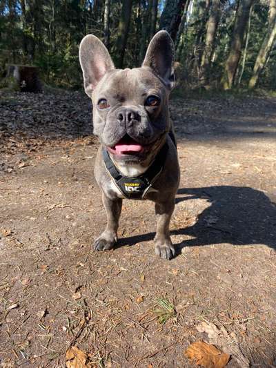 Hundetreffen-Gassirunde & neue Hundefreunde finden-Bild