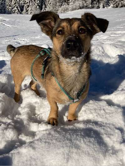 Schnee Foto-Beitrag-Bild