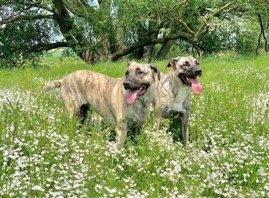 Fotochallange 63: "Dein blühendes Hündchen"-Beitrag-Bild