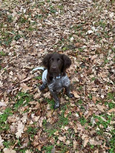 Sind hier Deutsch Kurzhaar/ Jagdhunde?-Beitrag-Bild