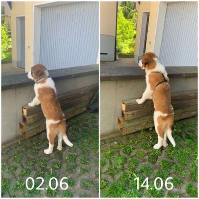 Welpen Bilder !-Beitrag-Bild