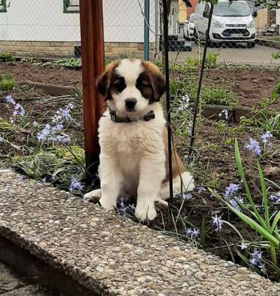 Welpen Bilder !-Beitrag-Bild