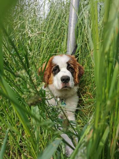 Die Dogorama Monats Challenge "Es grünt und blüht"-Beitrag-Bild