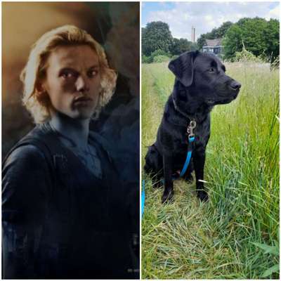 Wie heißt dein Hund?-Beitrag-Bild