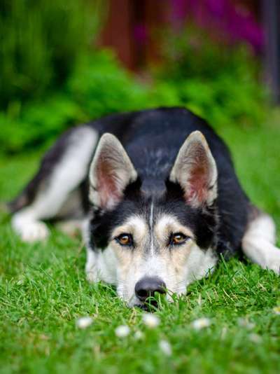 Fotochallange Nr. 57     PORTRÄT.   Beendet!!!!!!!!-Beitrag-Bild