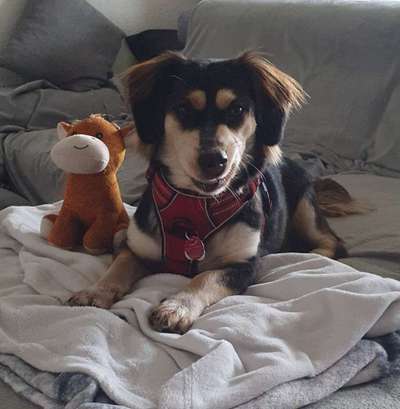 Unsere Fellnasen-Vielfalt im Überblick!-Beitrag-Bild