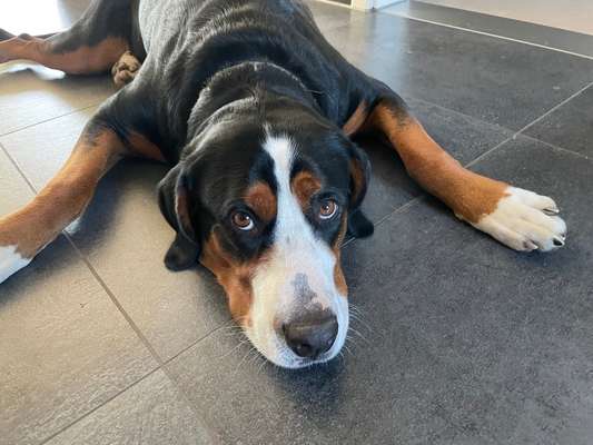 Schweizer Sennenhunde-Beitrag-Bild