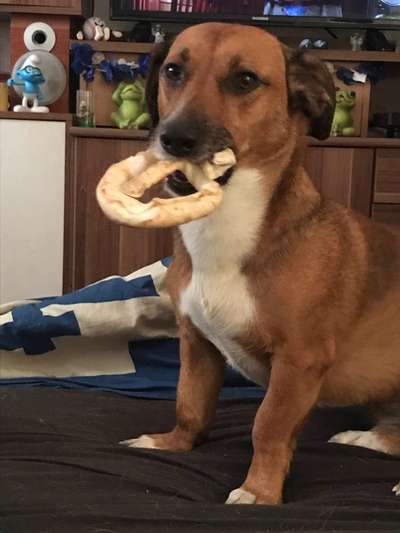 Lustigste Leckerli-Fotos-Beitrag-Bild