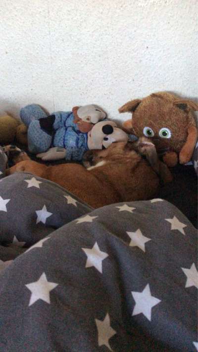 Gemeinsames Kuscheln im Bett!-Beitrag-Bild