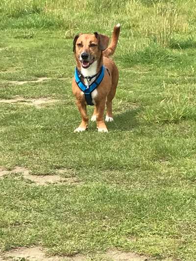 Wie heißt dein Hund?-Beitrag-Bild