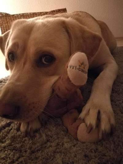 CHALLENGE NR. 19 - Der Hundeblick-Beitrag-Bild