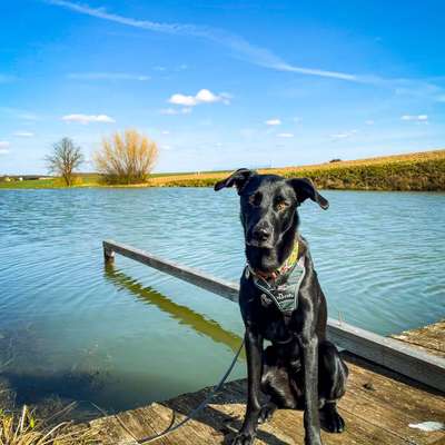 Hundetreffen-Gassirunde mit gemeinsamen Training-Bild