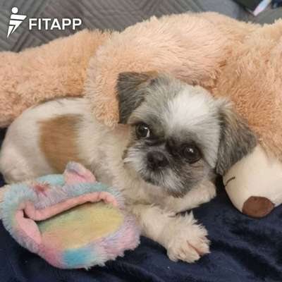 Hundetreffen-Gemeinsam Gassi Runden drehen.-Bild