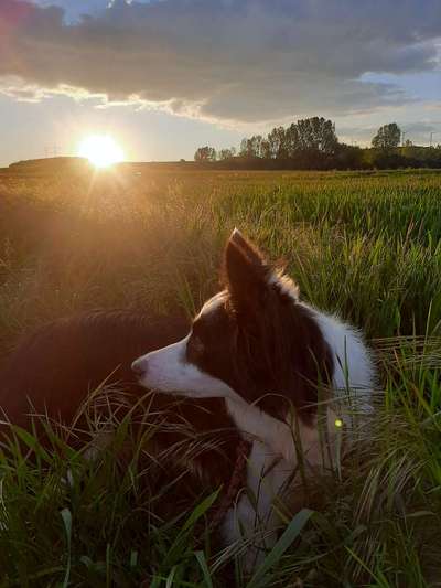 Die Dogorama Kalender Challenge 4/4-Beitrag-Bild