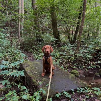 Hundetreffen-Regelmäßige Gassitreffen / Hundefreunde-Bild
