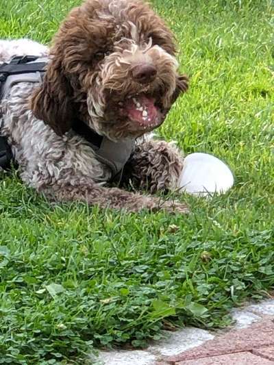 Dein Hund im Dogorama-Kalender 2021-Beitrag-Bild