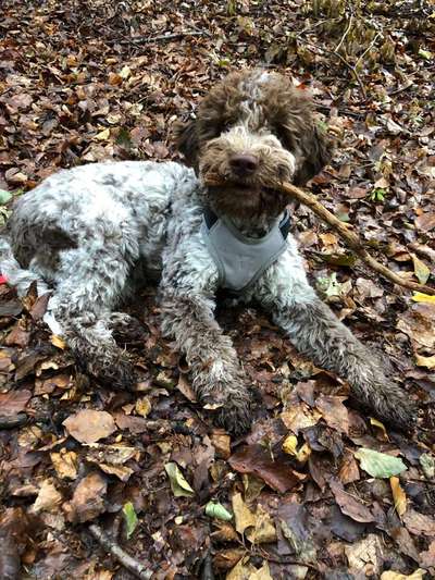 Dein Hund im Dogorama-Kalender 2021-Beitrag-Bild