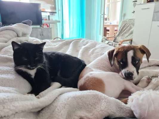 Zeigt mir die lustigsten Schlafpositionen eurer Fellnasen-Beitrag-Bild