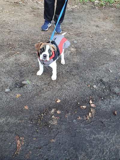 Als Welpen sind sie alle noch süßer-Beitrag-Bild