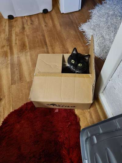 Als Welpen sind sie alle noch süßer-Beitrag-Bild