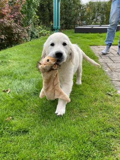 Dogorama Photo Challenge - Apportieren-Beitrag-Bild