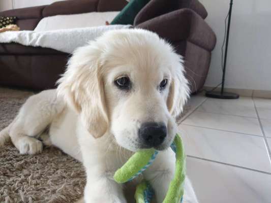 Dogorama Photo Challenge - Apportieren-Beitrag-Bild