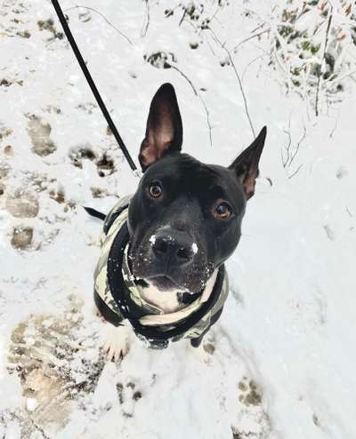 Miniatur Bull Terrier-Beitrag-Bild