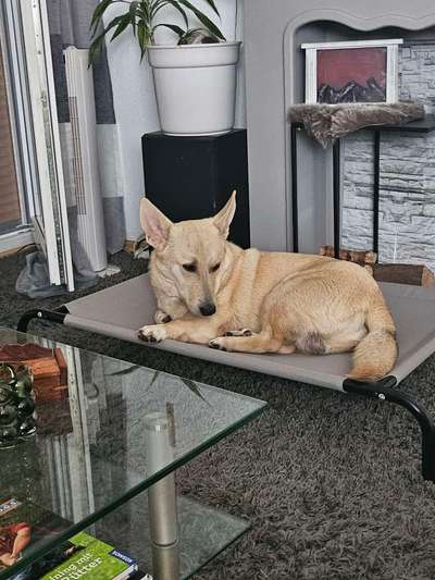 Unsere Fellnasen-Vielfalt im Überblick!-Beitrag-Bild