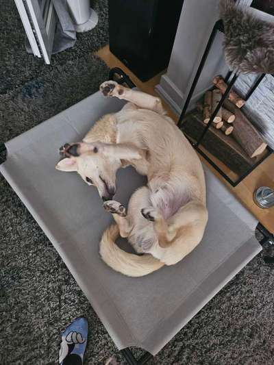 Unsere Fellnasen-Vielfalt im Überblick!-Beitrag-Bild